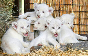 В зоопарке под Киевом родились сразу 5 белых львят