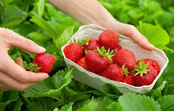 Сладкий рецепт долголетия: как клубника лечит сердце и мозг
