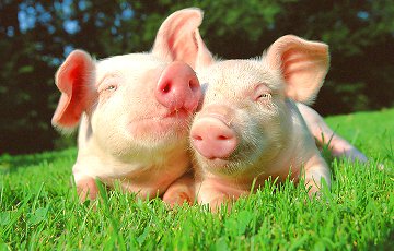 Жители Молодечно проведут пикет против свинокомплексов