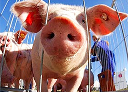 Жителям Березовского района грозят тюрьмой за содержание свиней