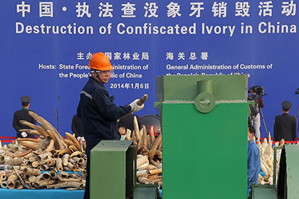 В Китае уничтожили шесть тонн слоновой кости