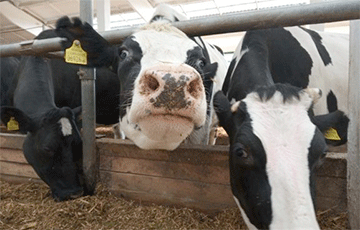 Более 50 коров за месяц погибли в одном из колхозов Дубровенского района