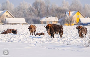 Стадо зубров пришло к домам деревни на Гомельщине