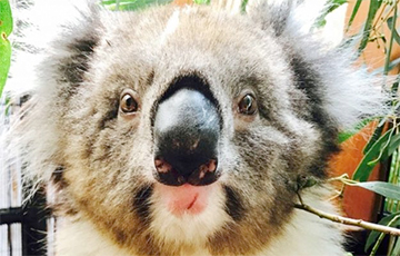 В Австралии коала пришла на автозаправку и удивила работников