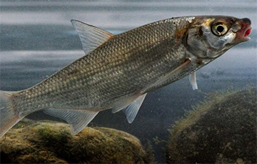В Беларусь приплыла краснокнижная рыба