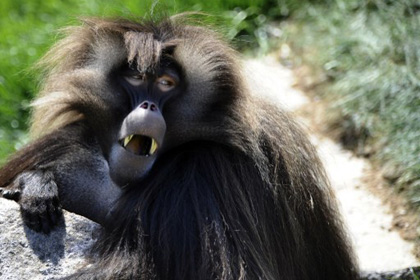 Аристократию бабуинов создали сестры и матери