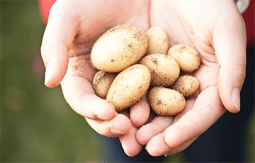 На Комаровке появилась первая молодая беларусская картошка