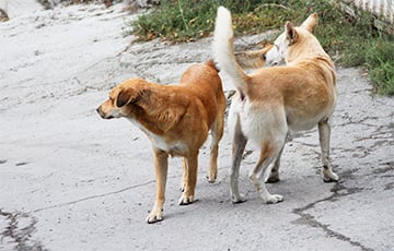 В московитском Курске собирают собачью шерсть на носки для военных