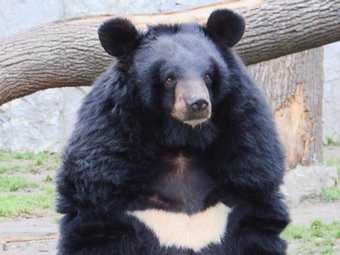 Гималайский медведь напал на японских туристов