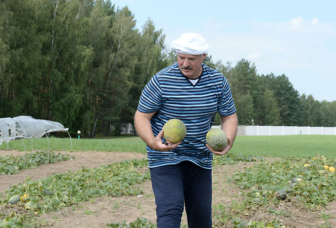 Уборка бахчевых в Беларуси