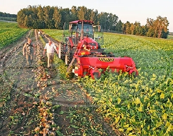 Сельхозорганизации Беларуси завершили уборку сахарной свеклы