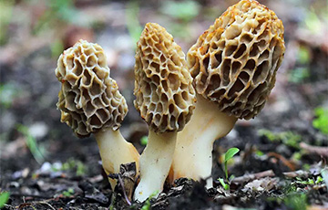 В Минздраве рассказали, от каких весенних грибов беларусам лучше отказаться