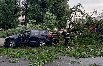 В центре Бобруйска дерево упало на автомобиль, в котором была женщина-водитель