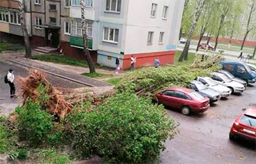 В Гомелe большое дерево упало сразу на семь авто