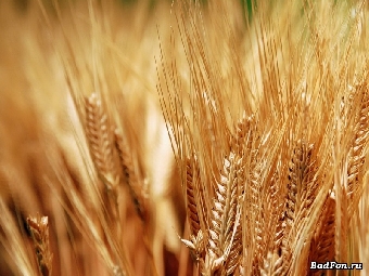 Объем поставок белорусской сельхозпродукции в 2011 году может достичь $3,5 млрд.
