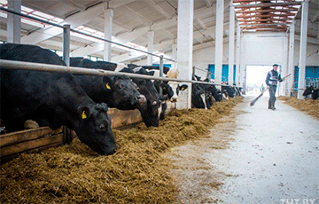 В Речицком районе осудили бригадира молочной фермы