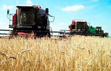 Производство и экспорт сельхозпродукции в Беларуси будут падать