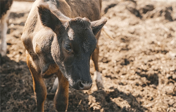 Животные утопают в навозе и грязи: видео из беларусского колхоза