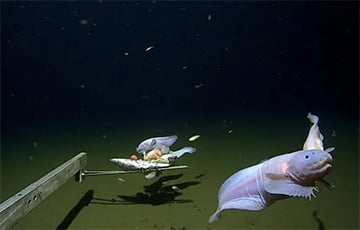 Ученые обнаружили нового рекордсмена океана
