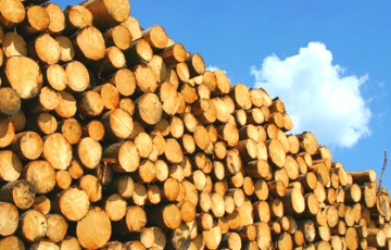 Тарможня Нидерландов проверяет компании по ввозу беларусской санкционной древесины