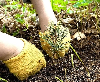 Лесхозы Беларуси в 2012 году восстановят леса на 22,5 тыс.га