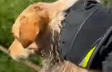 В Сморгони спасатели достали из воды обессиленную собаку