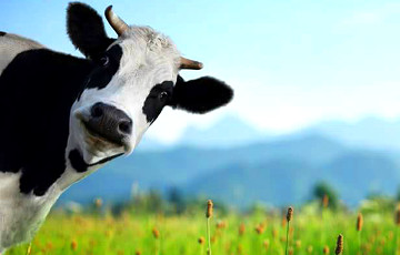 «Может быть, суд хочет допросить корову?»