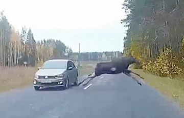 Огромный лось и авто разминуться буквально в паре сантиметрах: видеофакт