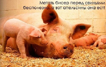 В Беларуси усиливаются меры по недопущению заноса африканской чумы свиней