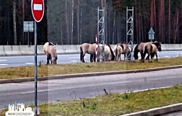 На трассе Минск — Гродно заметили диких лошадей