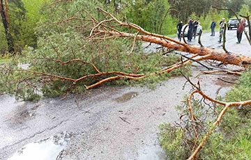 Непогода в Беларуси: множество поваленных деревьев, погибло два человека