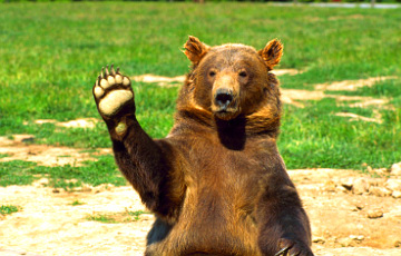 Охотничье хозяйство посчитало, сколько в Витебской области живет медведей и удивилось