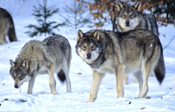 На деревни Поставского района нападают волки