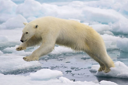 Белые медведи побили рекорд заплывов под воду