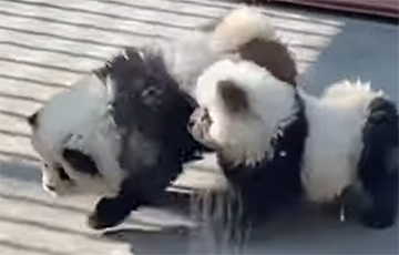 В зоопарке покрасили щенков и выдали за панд