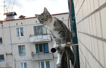 В Витебске мужчина поссорился с подругой и выбросил ее кошек с балкона
