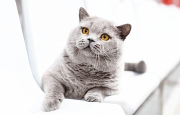 Кот из Беларуси вошел в тройку самых красивых в мире