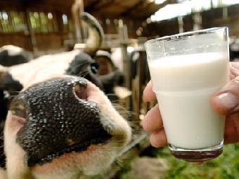 В Беларуси время молочных компаний без инвестиций