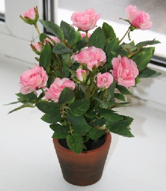 Самым популярным цветком в День влюбленных остается роза