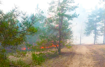 Пожар на Ольманских болотах локализовали