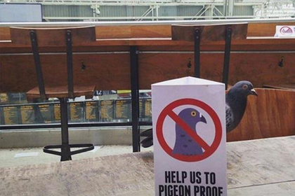 В Лондоне нашли презирающего людские запреты голубя-анархиста