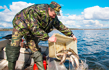 Фотофакт: в Минское море выпустили 4 тонны щуки