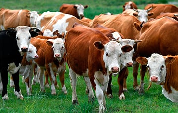 В Браславском районе коровы насмерть затоптали пастуха