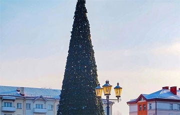 В Гродно установили новогоднюю елку