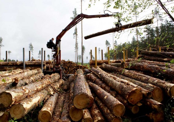 Минлесхоз заявил о росте лесозаготовки на 65 процентов за последние пять лет
