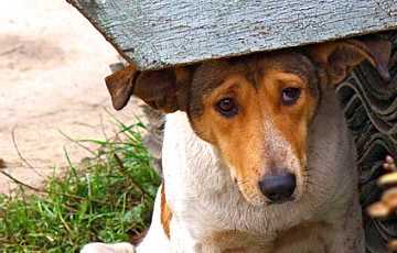В Московии депутат предложил «мобилизовать» бездомных собак
