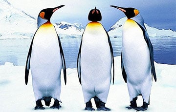 Ученые: Антарктические пингвины засыпают 10 000 раз в день