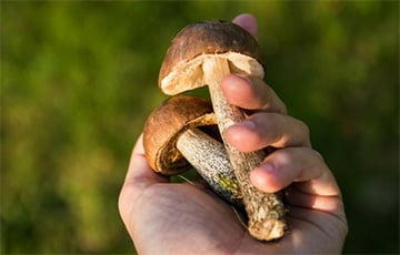 Московитов начнут сажать на 9 лет за незаконный сбор грибов