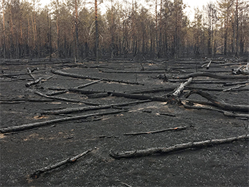 Как выглядят Ольманские болота после пожара