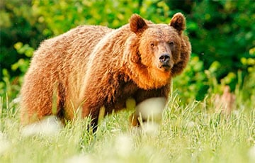 Медведь «проинспектировал» надежность забора на литовско-беларусской границе